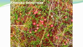 Клюква болотная
 