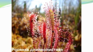 Росянка длиннолистная
 