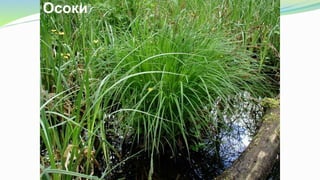 Осоки
 