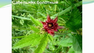 Сабельник болотный
 