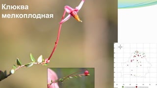 Клюква
мелкоплодная
 