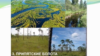 3. ПРИПЯТСКИЕ БОЛОТА
 