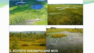 5. БОЛОТО ЮХОВИЧСКИЙ МОХ
 