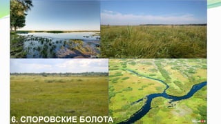 6. СПОРОВСКИЕ БОЛОТА
 