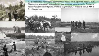  «…Богатства полешука состоят из леса, сена, грибов, ягод и рыбы.
Полешук – усердный земледелец: все годныя места среди болот и
лесов пашет он под рожь, ячмень и гречиху», – писал в конце XIX в.
В.Н. Маракуев
 