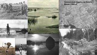 Сенокосные наделы на болоте
Дикое (1960-е)
 