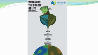  Почти нетронутая природа, уникальные
болотные ланшафты привлекают сюда
приверженцев экологического туризма
со всего мира.
 