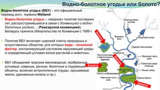 Водно-болотное угодье или болото?
 Водно-болотное угодье – «модное» понятие последних
лет, распространившееся в связи с Конвенцией о водно-
болотных угодьях… (Рамсарской конвенцией).
Беларусь приняла обязательства по Конвенции с 1999 г.
 Понятие ВБУ включает широкий спектр природных и
искусственных объектов, для которых вода – основной
фактор, контролирующий состояние окружающей среды
и определяющий условия жизни растений и животных.
 ВБУ объединяет морские мелководные, прибрежные,
устьевые, озерные, речные, болотные и подземные
объекты, включая антропогенные (пруды, орошаемые
земли, дренажные каналы и пр.).
Водно-болотное угодье (ВБУ) – это официальный
перевод англ. термина Wetland
болото
 