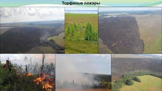 Торфяные пожары
 