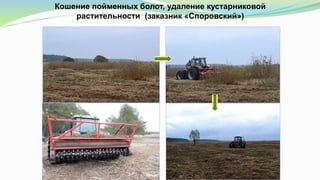 Кошение пойменных болот, удаление кустарниковой
растительности (заказник «Споровский»)
 
