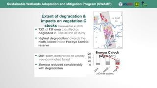 Sustainable Wetlands Adaptation and Mitigation Program (SWAMP)
Extent of degradation &
impacts on vegetation C
stocks (Hergoualc’h et al., 2017)
 Shift: palm-dominated to woody
tree-dominated forest
 Biomass reduced considerably
with degradation
-
26
%
0
40
80
120 Biomass C stock
(Mg C ha-1)
Other palms
-
44
%
 73% of PSF area classified as
degraded in 350,000 ha of study
 Highest degradation towards the
north, lowest inside Pacaya Samiria
reserve
→ Iquit
os
 
