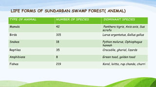 Sundarbans Python SWAMP FORESTS OF BANGLADESH.pptx