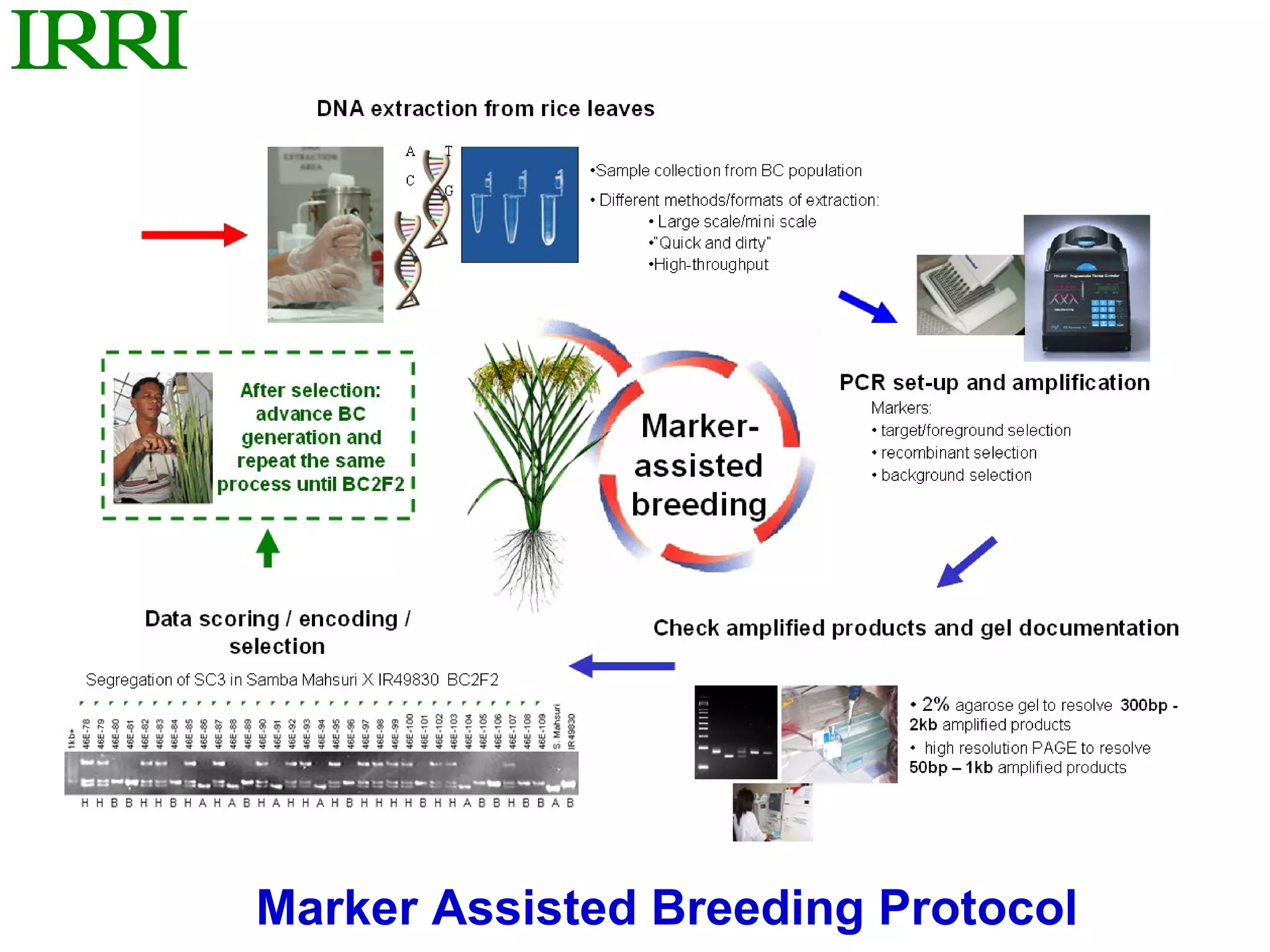 Marker Assisted Breeding Protocol
 