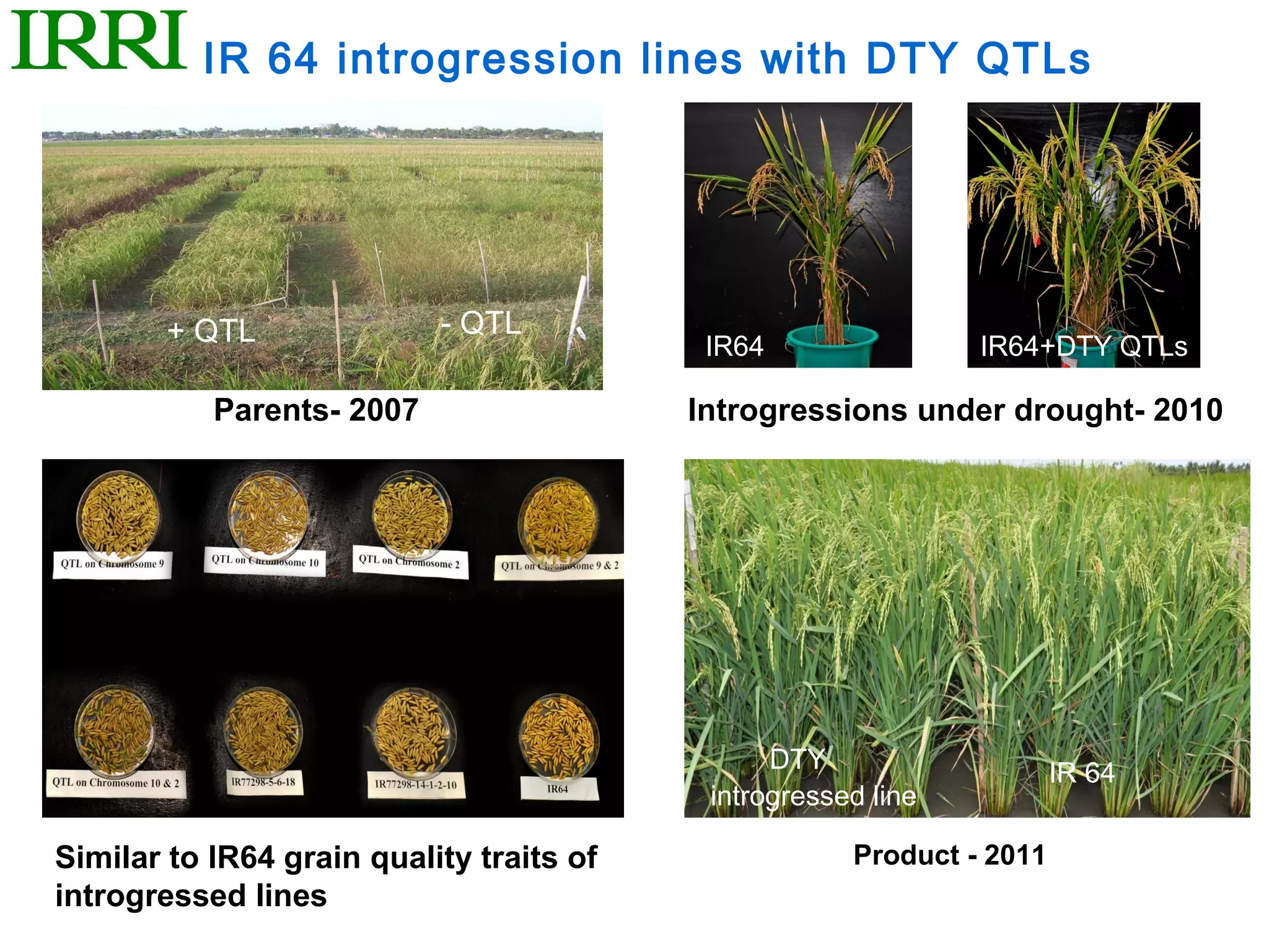 IR 64 introgression lines with DTY QTLs




        + QTL              - QTL
                                           IR64                IR64+DTY QTLs

           Parents- 2007                  Introgressions under drought- 2010




                                                DTY                    IR 64
                                           introgressed line

Similar to IR64 grain quality traits of               Product - 2011
introgressed lines
 