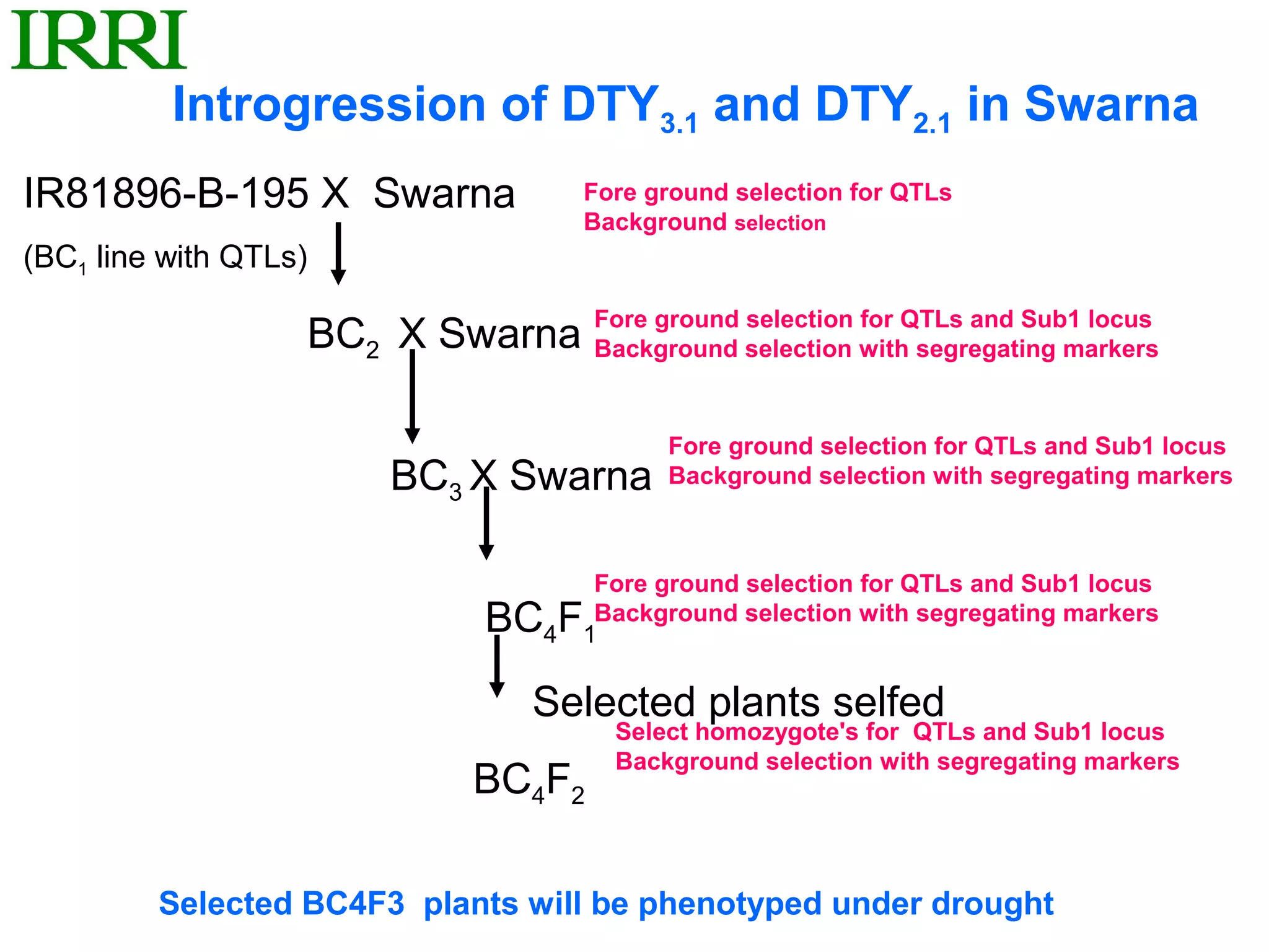 Introgression of DTY3.1 and DTY2.1 in Swarna
IR81896-B-195 X Swarna                Fore ground selection for QTLs
                                      Background selection
(BC1 line with QTLs)

                   BC2 X Swarna Fore ground selection with segregating markers
                                Background
                                            selection for QTLs and Sub1 locus




                                            Fore ground selection for QTLs and Sub1 locus
                        BC3 X Swarna        Background selection with segregating markers



                                       Fore ground selection for QTLs and Sub1 locus
                               BC4F   1
                                       Background selection with segregating markers


                                  Selected plants selfed
                                        Select homozygote's for QTLs and Sub1 locus
                                        Background selection with segregating markers
                              BC4F2

         Selected BC4F3 plants will be phenotyped under drought
 