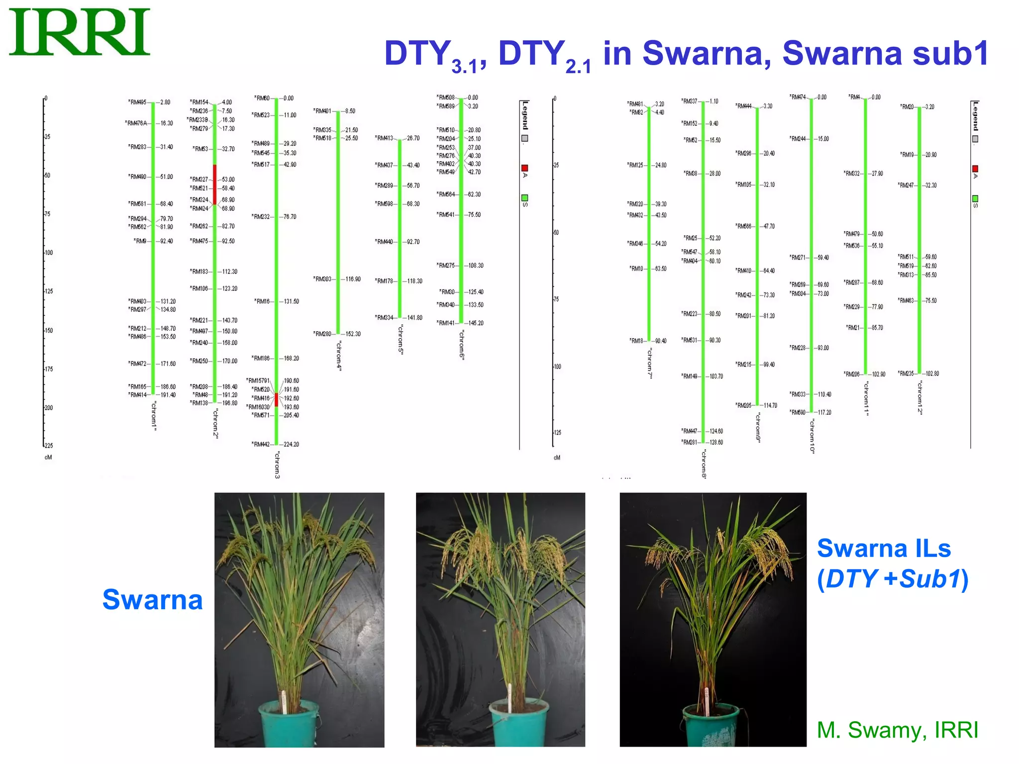 DTY3.1, DTY2.1 in Swarna, Swarna sub1




                                   Swarna lLs
                                   (DTY +Sub1)
Swarna



                                   M. Swamy, IRRI
 