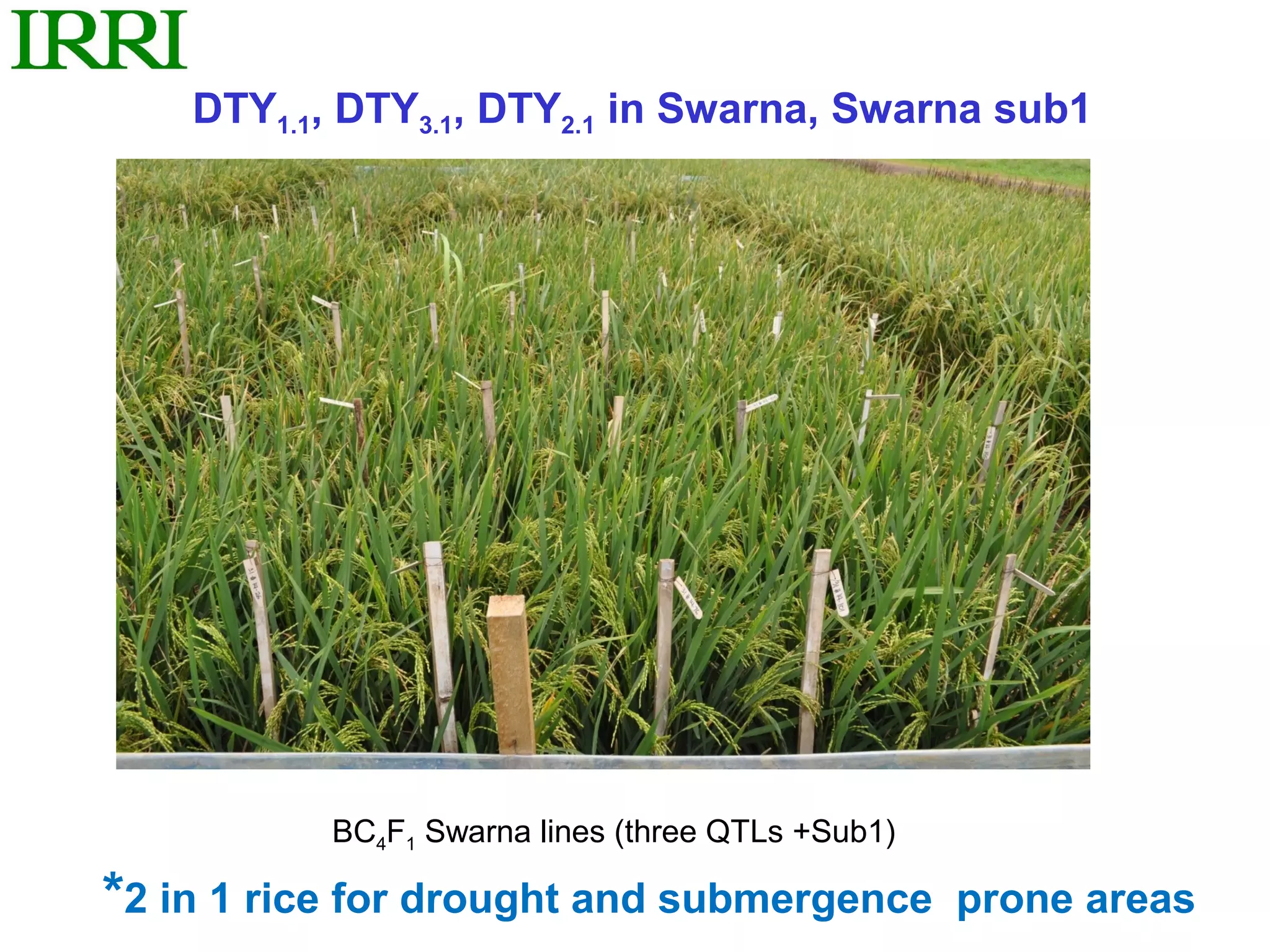 DTY1.1, DTY3.1, DTY2.1 in Swarna, Swarna sub1




           BC4F1 Swarna lines (three QTLs +Sub1)

*2 in 1 rice for drought and submergence           prone areas
 