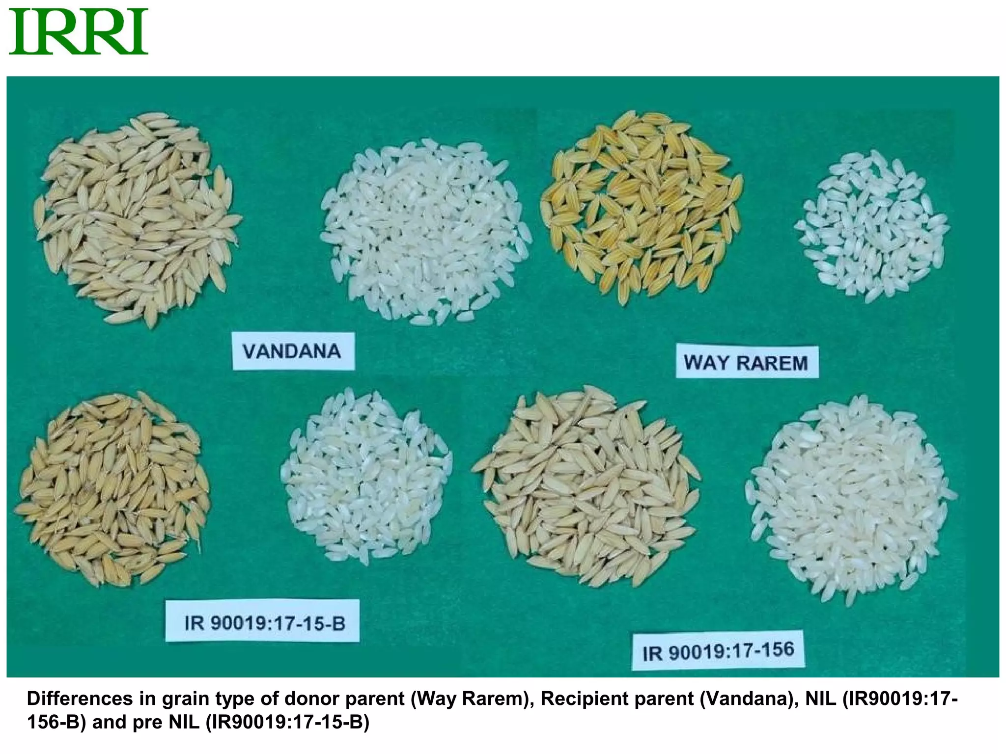 Differences in grain type of donor parent (Way Rarem), Recipient parent (Vandana), NIL (IR90019:17-
156-B) and pre NIL (IR90019:17-15-B)
 
