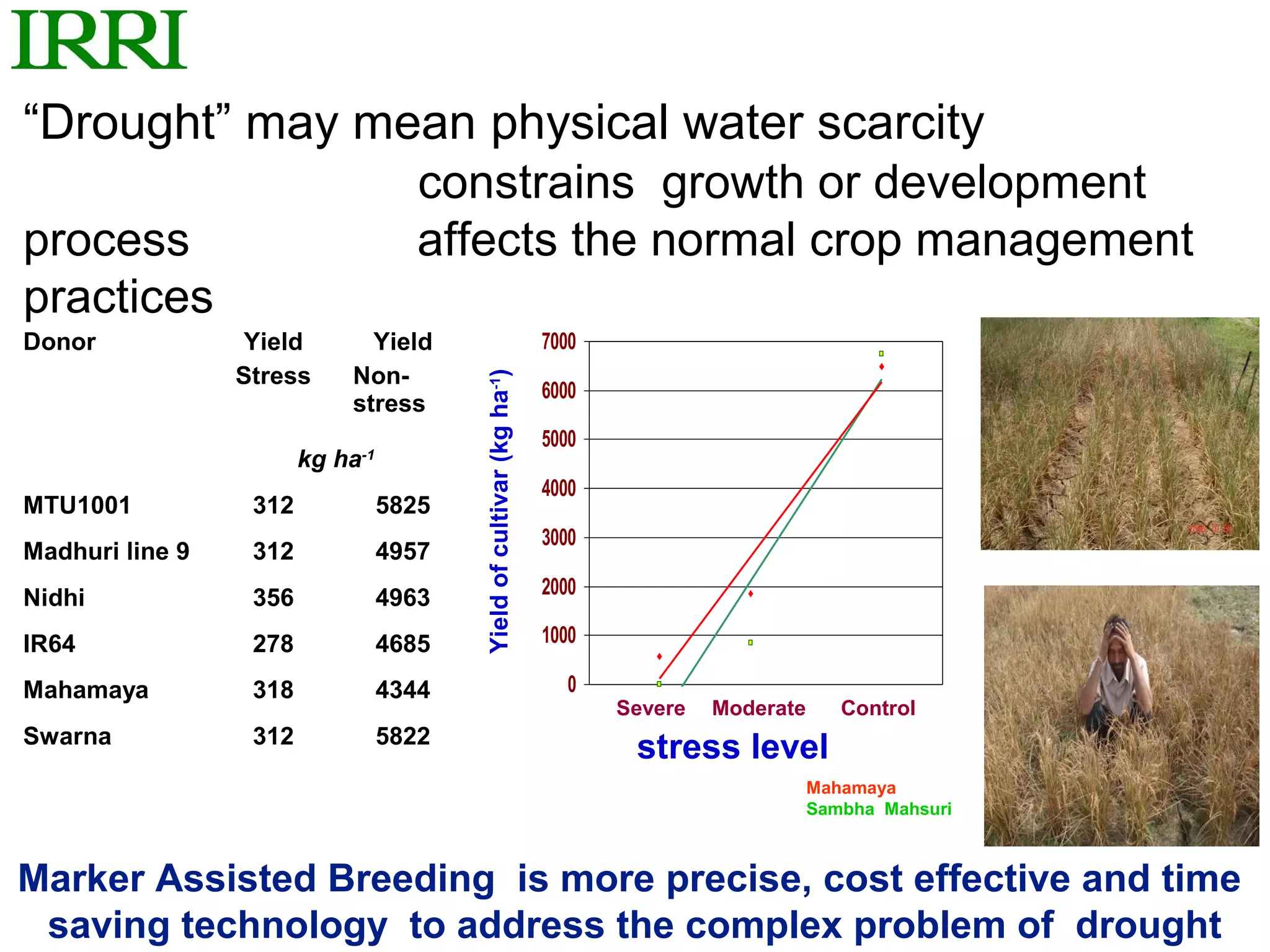 “Drought” may mean physical water scarcity
                constrains growth or development
process         affects the normal crop management
practices
Donor             Yield        Yield                                   7000
                 Stress      Non-



                                         Yield of cultivar (kg ha-1)
                                                                       6000
                             stress
                                                                       5000
                        kg ha-1
                                                                       4000
MTU1001           312             5825
                                                                       3000
Madhuri line 9    312             4957
Nidhi             356             4963                                 2000

IR64              278             4685                                 1000

Mahamaya          318             4344                                   0
                                                                              Severe   Moderate      Control
Swarna            312             5822
                                                                               stress level
                                                                                                  Mahamaya
                                                                                                  Sambha Mahsuri



Marker Assisted Breeding is more precise, cost effective and time
 saving technology to address the complex problem of drought
 