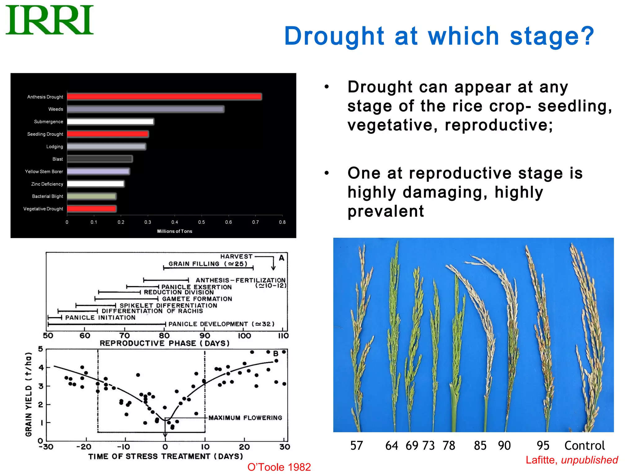 Drought at which stage?
               •   Drought can appear at any
                   stage of the rice crop- seedling,
                   vegetative, reproductive;


               •   One at reproductive stage is
                   highly damaging, highly
                   prevalent




                   57   64 69 73 78   85 90     95    Control
                                              Lafitte, unpublished
O’Toole 1982
 