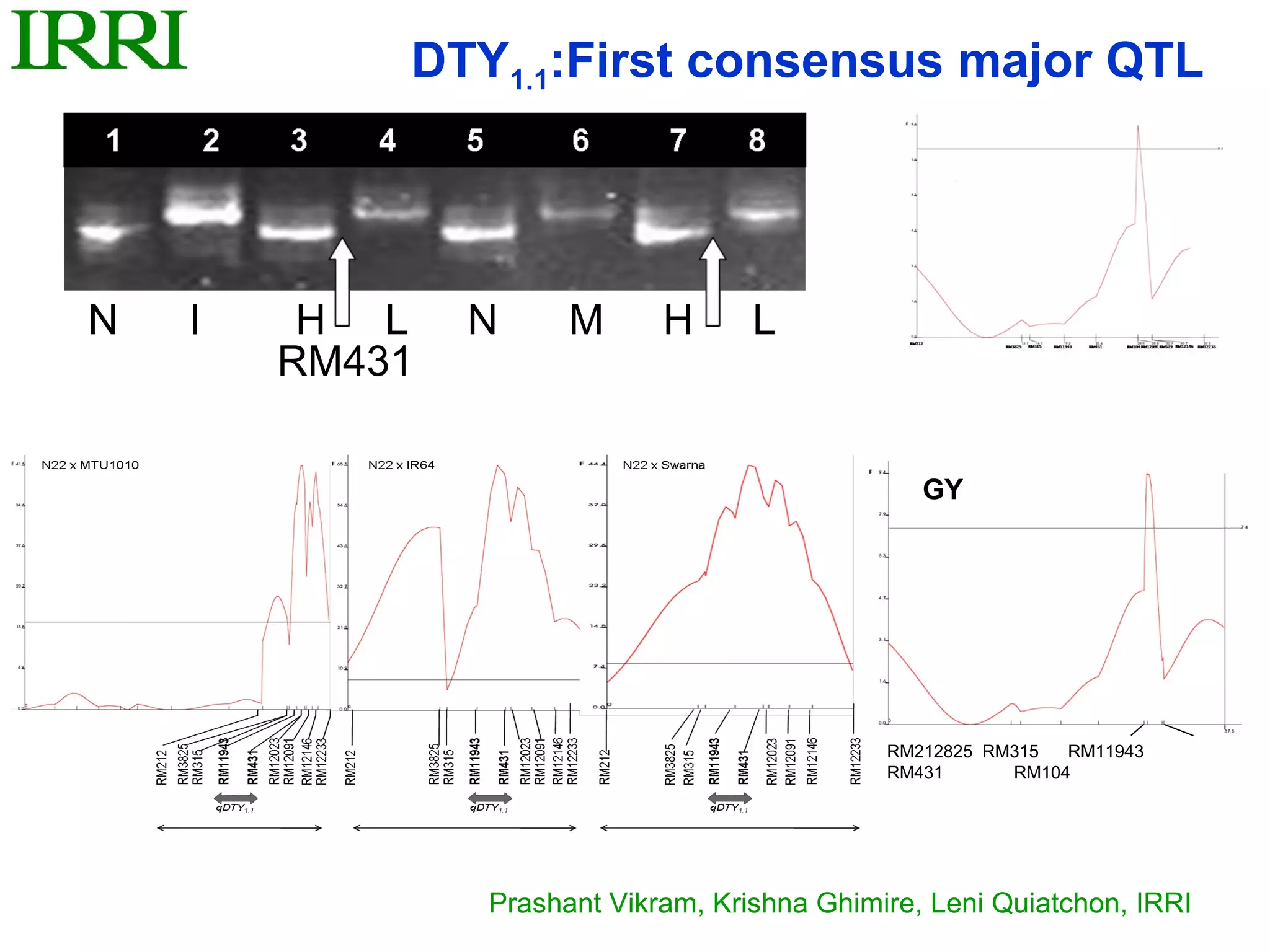DTY1.1:First consensus major QTL




N   I    H L    N     M      H      L
        RM431

                                                 GY




                                              RM212825 RM315  RM11943
                                              RM431      RM104




                Prashant Vikram, Krishna Ghimire, Leni Quiatchon, IRRI
 