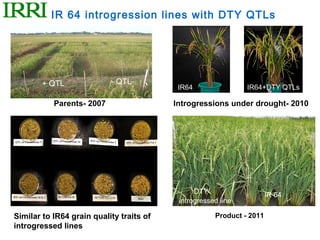 IR 64 introgression lines with DTY QTLs




        + QTL              - QTL
                                           IR64                IR64+DTY QTLs

           Parents- 2007                  Introgressions under drought- 2010




                                                DTY                    IR 64
                                           introgressed line

Similar to IR64 grain quality traits of               Product - 2011
introgressed lines
 