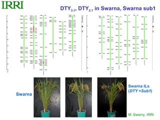 DTY3.1, DTY2.1 in Swarna, Swarna sub1




                                   Swarna lLs
                                   (DTY +Sub1)
Swarna



                                   M. Swamy, IRRI
 