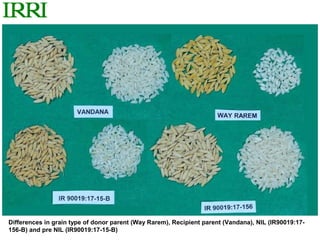 Differences in grain type of donor parent (Way Rarem), Recipient parent (Vandana), NIL (IR90019:17-
156-B) and pre NIL (IR90019:17-15-B)
 