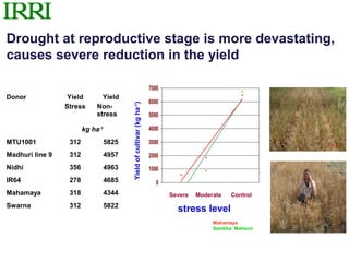Drought at reproductive stage is more devastating,
causes severe reduction in the yield

                                                                       7000
Donor             Yield        Yield
                                                                       6000




                                         Yield of cultivar (kg ha-1)
                 Stress      Non-
                             stress                                    5000

                        kg ha-1                                        4000

MTU1001           312             5825                                 3000
Madhuri line 9    312             4957                                 2000
Nidhi             356             4963                                 1000
IR64              278             4685                                   0
Mahamaya          318             4344                                        Severe   Moderate   Control
Swarna            312             5822
                                                                                stress level
                                                                                            Mahamaya
                                                                                            Sambha Mahsuri
 