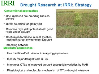 Drought Research at IRRI: Strategy
Conventional approaches
• Use improved pre-breeding lines as
  donors
• Direct selection for grain yield
• Combine high yield potential with good
  yield under drought
• Confirm performance in multi location
  testing in target environment-Drought
 breeding network
Molecular approaches
•   Use traditional/wild donors in mapping populations

•   Identify major drought yield QTLs

•   Introgress QTLs in improved drought susceptible varieties by MAB

•   Physiological and molecular mechanism of QTLs drought tolerance
 