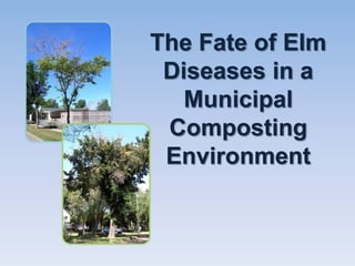 The Fate of Elm
 Diseases in a
   Municipal
 Composting
 Environment
 