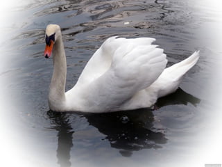 Swan lake