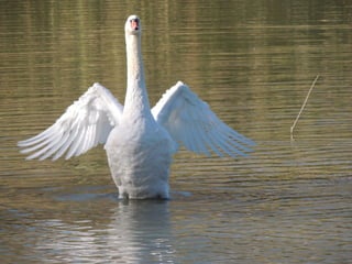Swan lake
