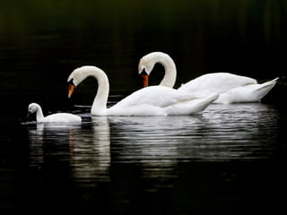 Swan lake