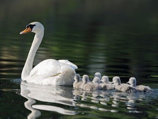 Swan lake