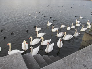 Swan lake
