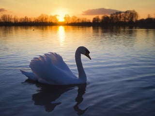 Swan lake