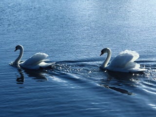 Swan lake