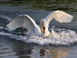 Swan lake
