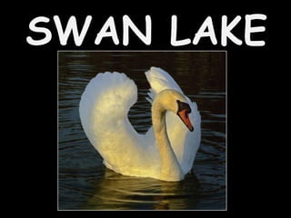 SWAN LAKE 