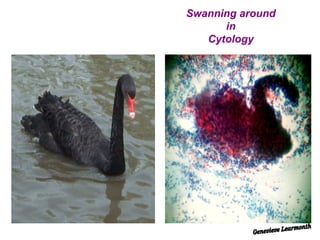 Swanning around  in  Cytology Genevieve Learmonth 