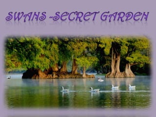SWANS -SECRET GARDEN 