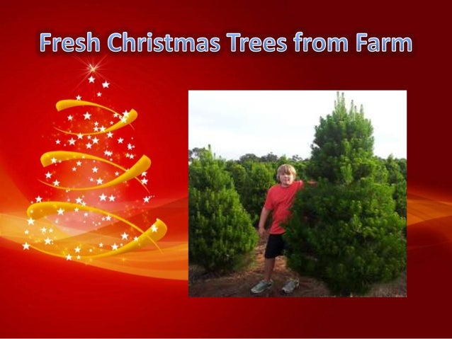 swan valley christmas trees swan valley christmas trees