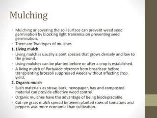 Mulching
• Mulching or covering the soil surface can prevent weed seed
germination by blocking light transmission preventing seed
germination.
• There are Two types of mulches
1. Living mulch
• Living mulch is usually a pant species that grows densely and low to
the ground.
• Living mulches can be planted before or after a crop is established.
• A living mulch of Portulaca oleracea from broadcast before
transplanting broccoli suppressed weeds without affecting crop
yield.
2. Organic mulch
• Such materials as straw, bark, newspaper, hay and composted
material can provide effective weed control.
• Organic mulches have the advantage of being biodegradable.
• Cut rye grass mulch spread between planted rows of tomatoes and
peppers was more economic than cultivation.
 
