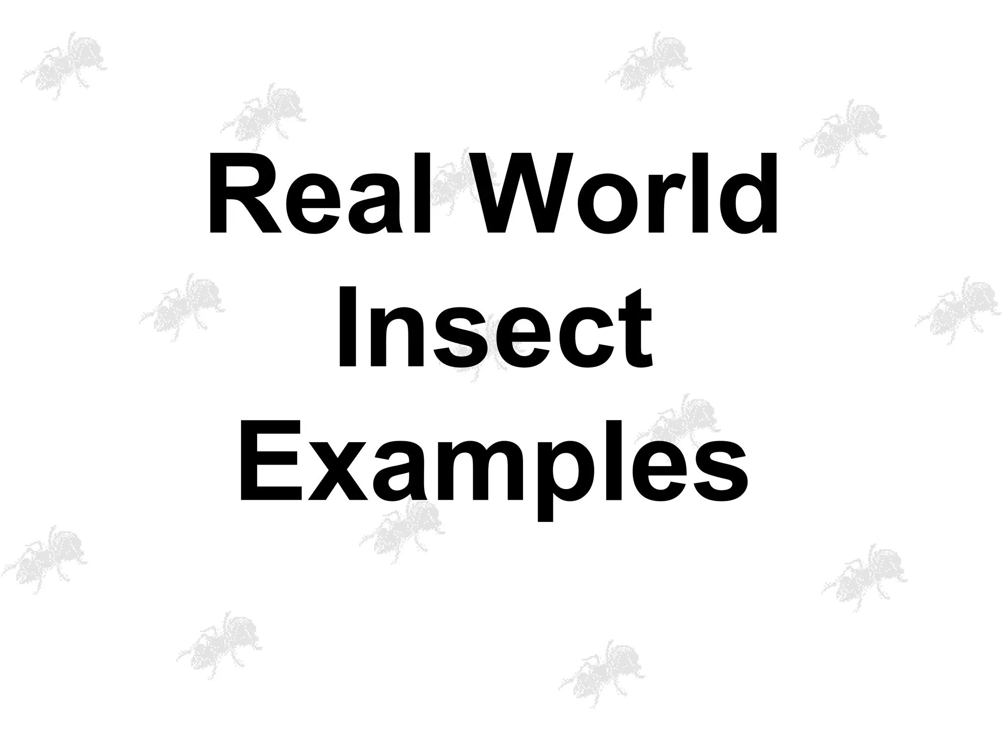 Real World
Insect
Examples
 