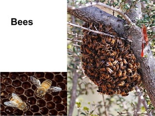 Bees
 