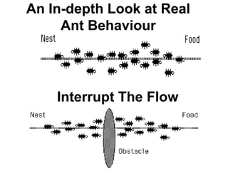 An In-depth Look at Real
Ant Behaviour
Interrupt The Flow
 