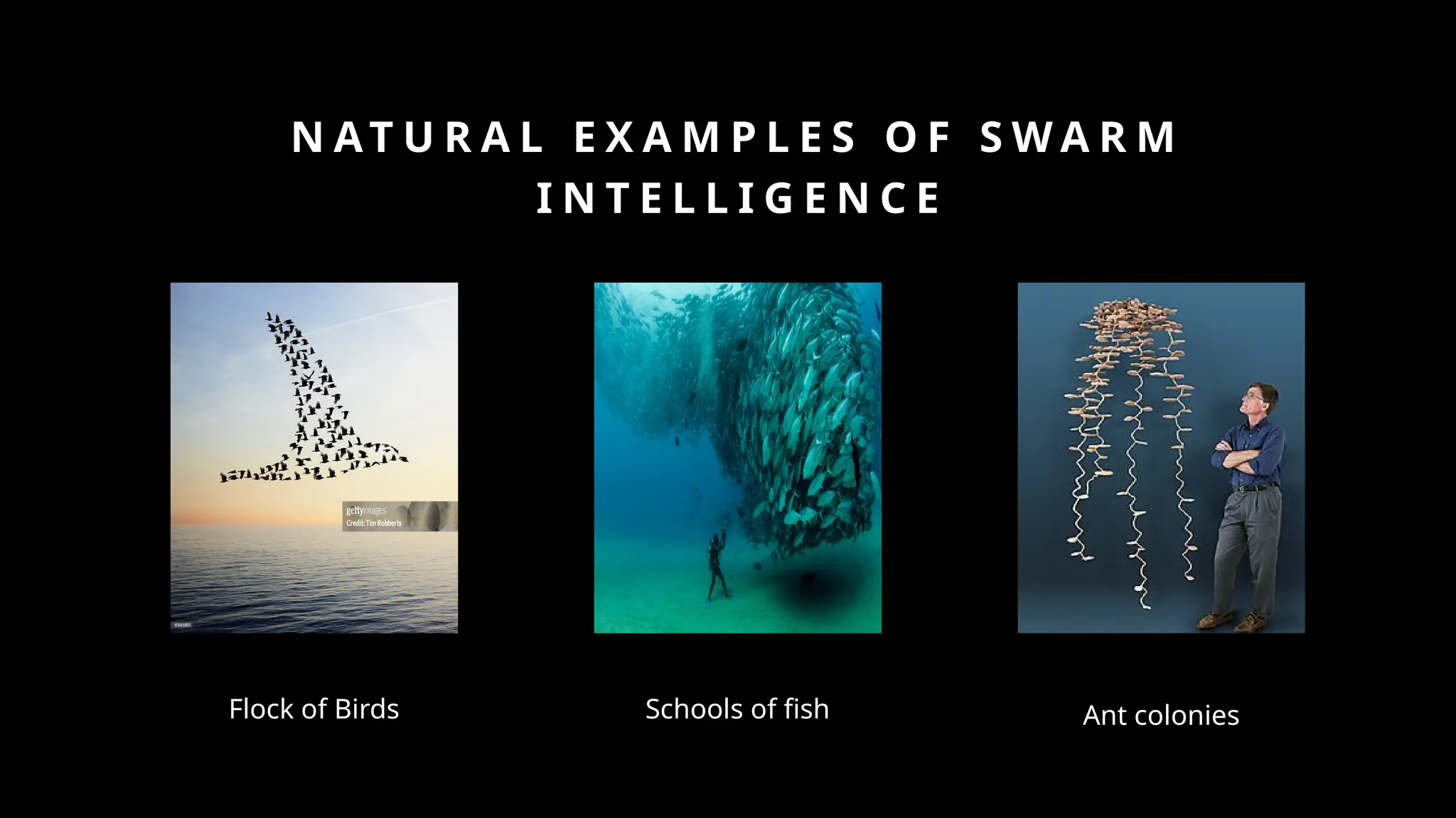 N AT U R A L E X A M P L E S O F S W A R M
I N T E L L I G E N C E
Flock of Birds Schools of fish Ant colonies
 