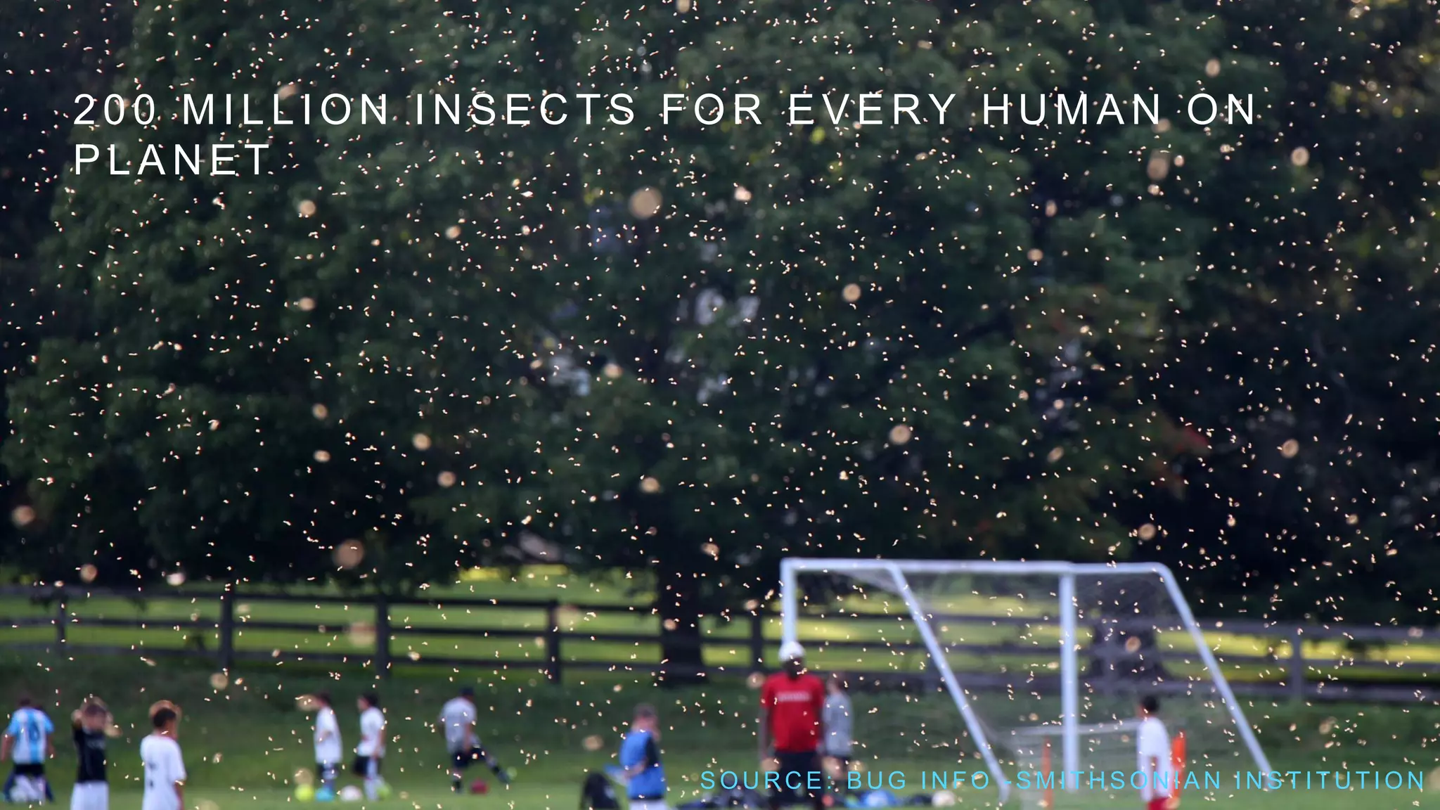 2 0 0 M I L L I O N I N S E C T S F O R E V E R Y H U M A N O N
P L A N E T
S O U R C E : B U G I N F O - S M I T H S O N I A N I N S T I T U T I O N
 
