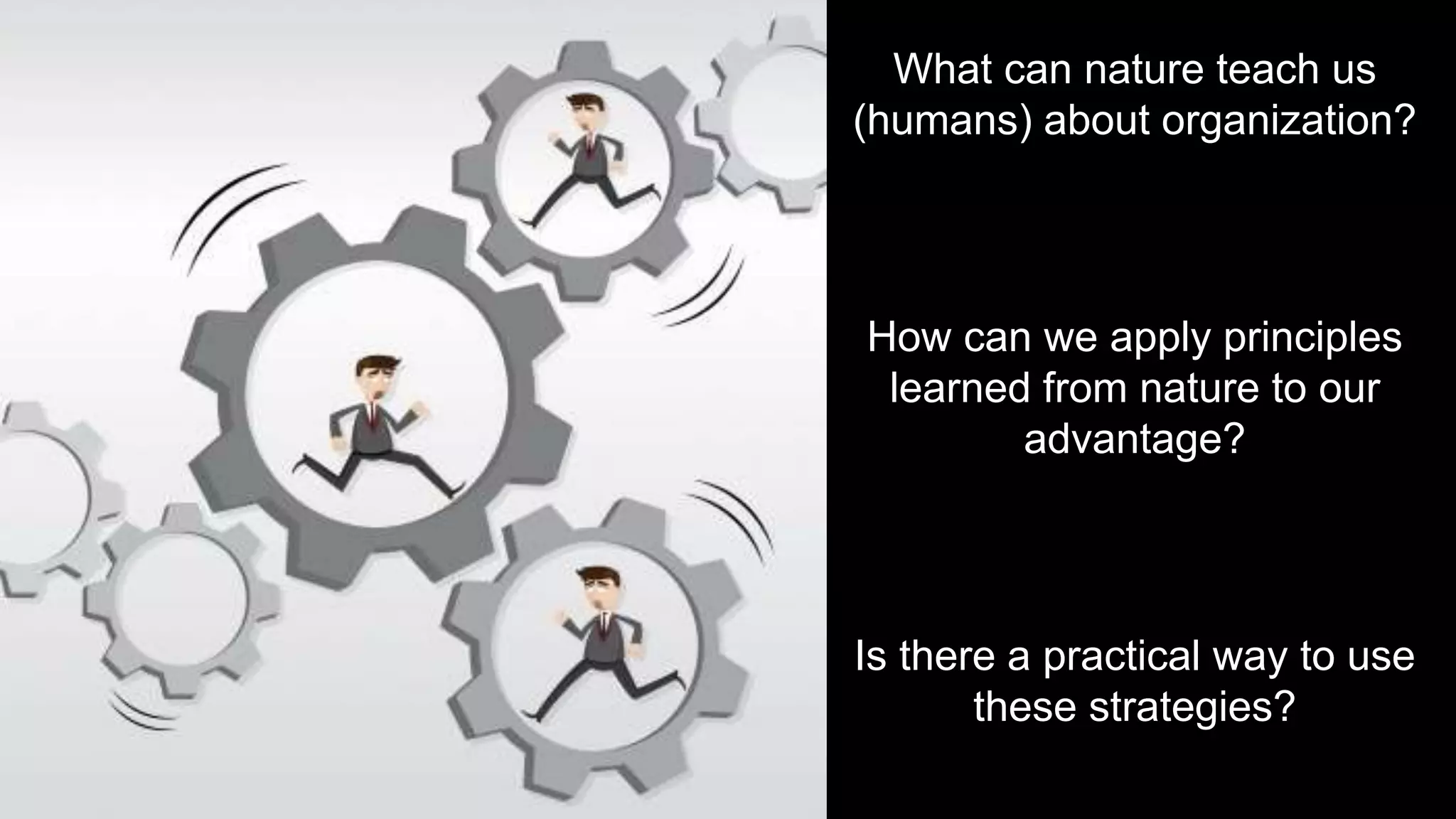 What can nature teach us
(humans) about organization?
How can we apply principles
learned from nature to our
advantage?
Is there a practical way to use
these strategies?
 